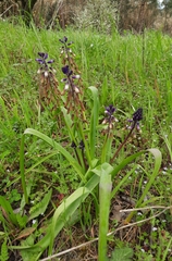 Bellevalia trifoliata