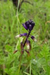 Bellevalia trifoliata