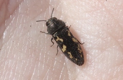 Acmaeodera neoneglecta