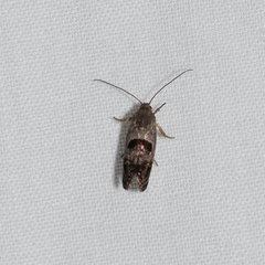 Eupselia beatella