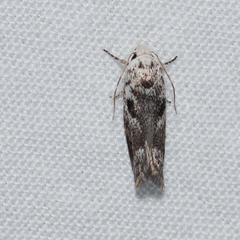 Lichenaula choriodes