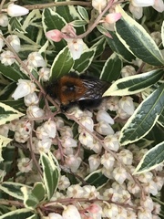 Bombus hypnorum