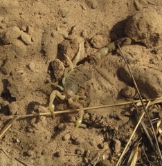 Androctonus dekeyseri