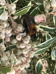 Bombus hypnorum