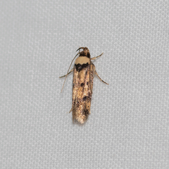 Sphyrelata nefanda
