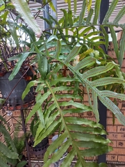 Microsorum scolopendria