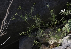Spermolepis inermis