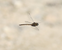 Procordulia jacksoniensis