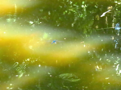 Anax guttatus