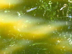 Anax guttatus