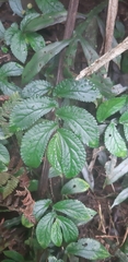 Elatostema reticulatum