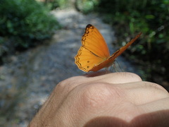 Lachnoptera anticlia