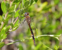 Procordulia jacksoniensis