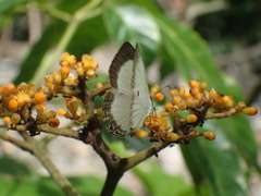 Oboronia punctatus