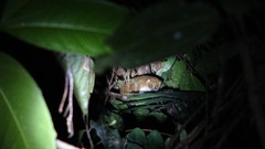 Calabar Angwantibo photo 2
