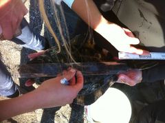 Platichthys stellatus