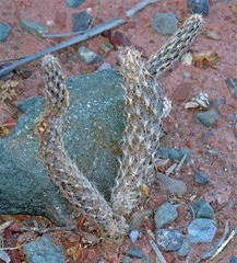 Pterocactus tuberosus