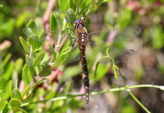 Procordulia jacksoniensis