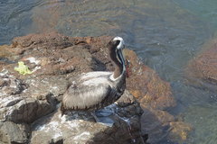 Pelecanus thagus