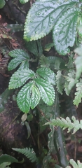 Elatostema reticulatum