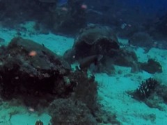 Novaculichthys taeniourus