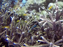 Halichoeres richmondi