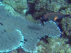 Pseudodax moluccanus
