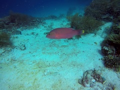 Oxycheilinus digramma