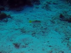 Halichoeres hortulanus