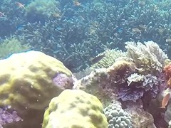 Thalassoma amblycephalus
