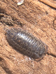 Oniscidea