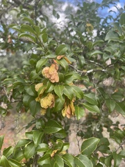 Pteleopsis myrtifolia