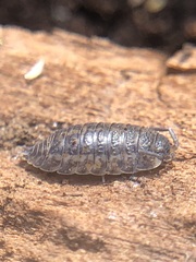 Oniscidea