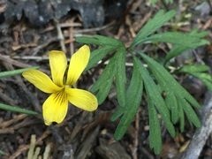 Viola sheltonii
