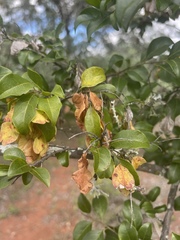 Pteleopsis myrtifolia