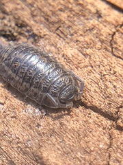 Oniscidea