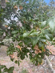 Pteleopsis myrtifolia