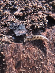 Diplopoda