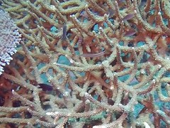 Gunnellichthys curiosus