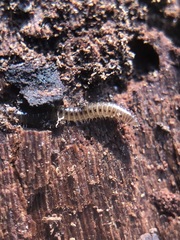Diplopoda