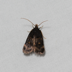Cophomantella lychnocentra