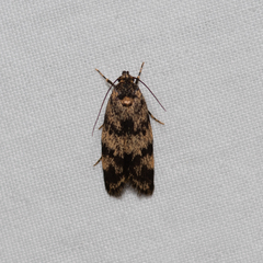 Barea eucapnodes