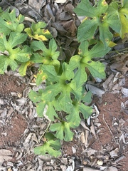 Pyrenacantha kaurabassana