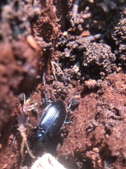 Coleoptera