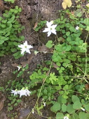 Lithophragma heterophyllum