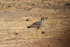 Vanellus senegallus