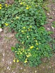 Oxalis pes-caprae