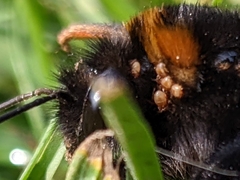 Parasitellus fucorum