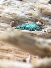 Coleoptera