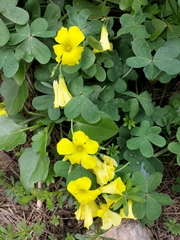 Oxalis pes-caprae